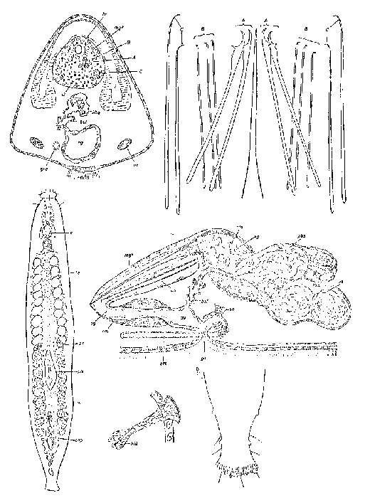Image of Parotoplana procerostyla Ax 1956
