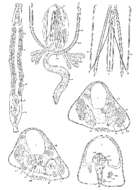 Image of Praebursoplana