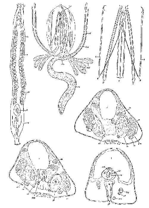 Image of Praebursoplana