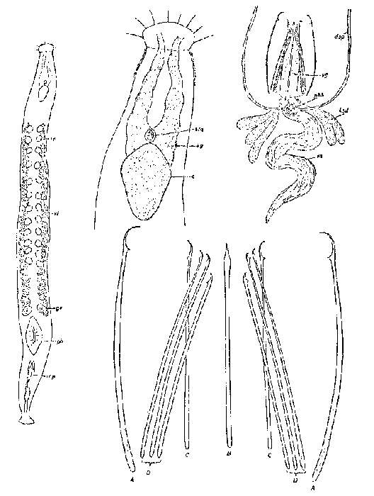 Image de Praebursoplana