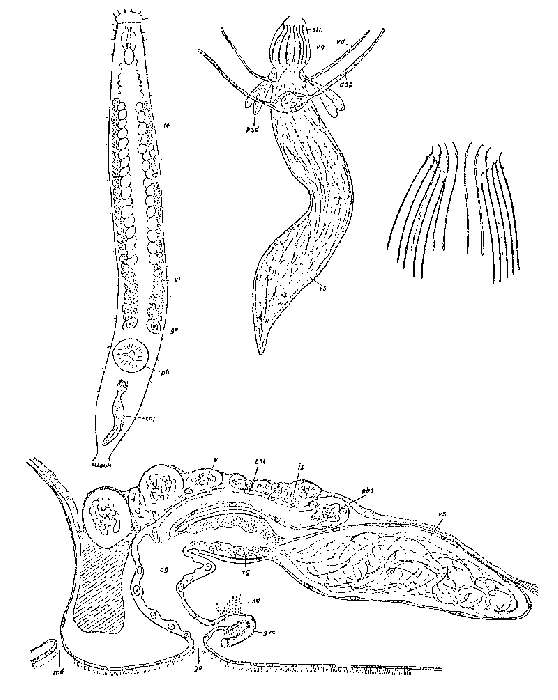 Image de Praebursoplana