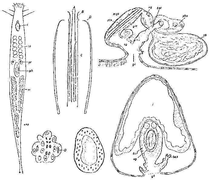 Image of Postbursoplana minima Ax 1956