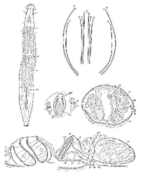 Image of Postbursoplana