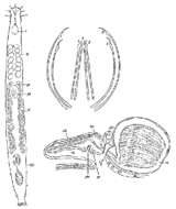 Image of Postbursoplana propontica Ax 1959