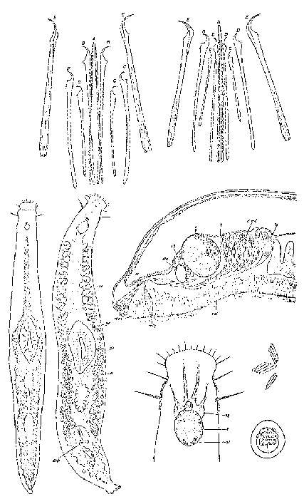 Image of Triporoplana