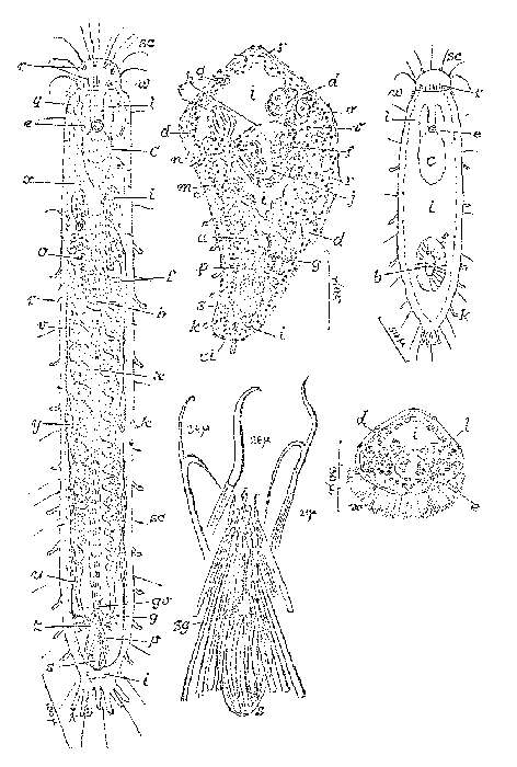 Image de Philosyrtis eumeca Marcus 1950