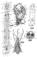 Image de Philosyrtis eumeca Marcus 1950