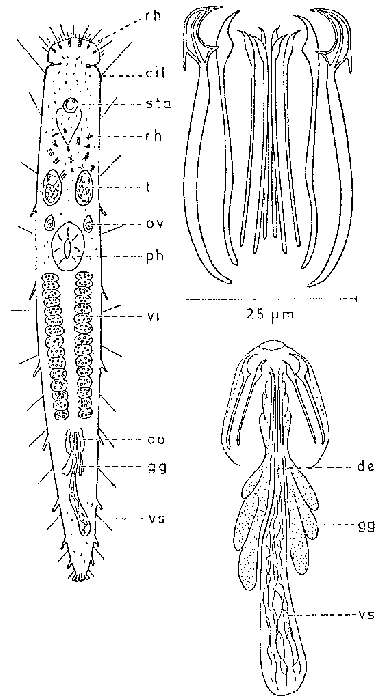 Image of Philosyrtis coomansi Martens & Schockaert 1981