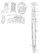 Image of Philosyrtis fennica Ax 1954