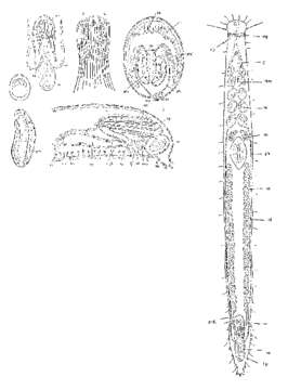 Image de Philosyrtis fennica Ax 1954