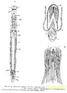 Image de Philosyrtis fennica Ax 1954