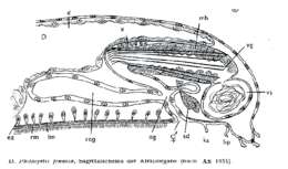 Image de Philosyrtis fennica Ax 1954