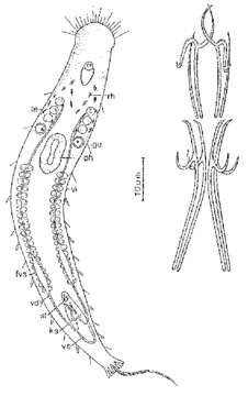 Image de Philosyrtis rutilata Sopott-Ehlers 1976