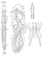 Image of Philosyrtis sanjuanensis Ax & Ax 1967