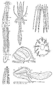 Image of Pseudosyrtis