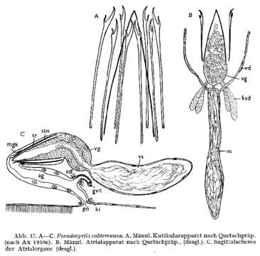 Image of Pseudosyrtis