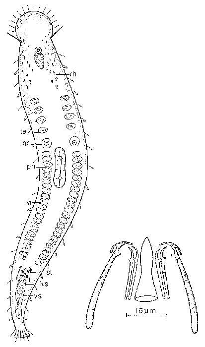 Image de Pseudosyrtis calcaris Sopott-Ehlers 1976