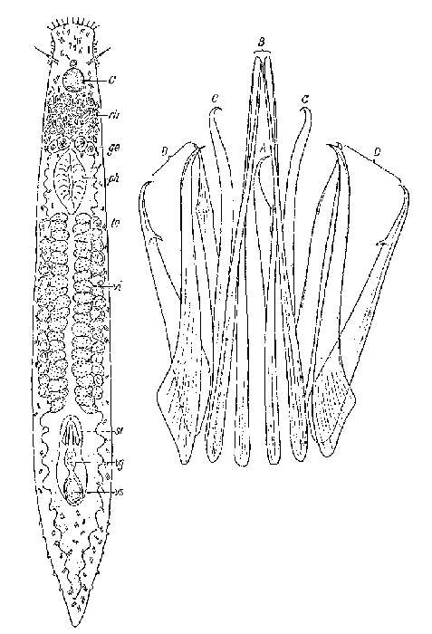 Image of Polyrhabdoplana