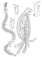 Image of Nematoplana nigrocapitula Ax 1966