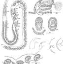 Image of Polystyliphora filum Ax 1958