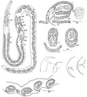 Polystyliphora filum Ax 1958的圖片