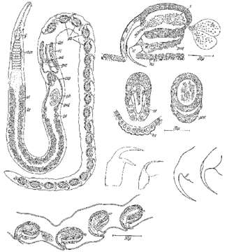 Image de Polystyliphora filum Ax 1958