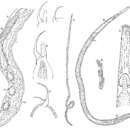 Image of Polystyliphora darwini Ax & Ax 1974