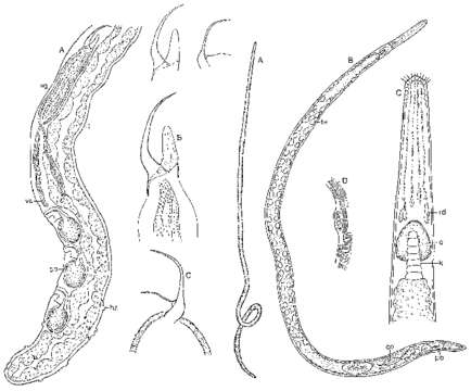Image of Polystyliphora darwini Ax & Ax 1974