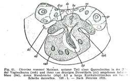 Image of Cicerina remanei Meixner 1928