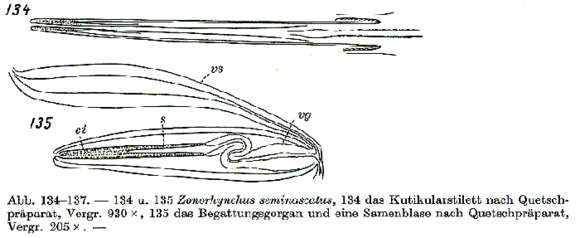 Image of Zonorhynchus