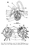 Image de Ptyalorhynchus