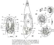 Image de Ptyalorhynchus