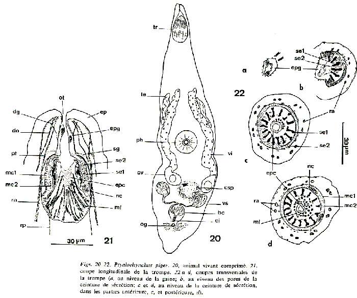 Image de Ptyalorhynchus