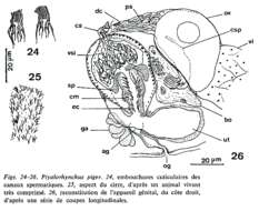 Image de Ptyalorhynchus