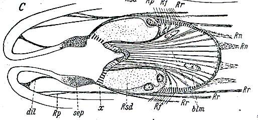 Image of Cicerinidae