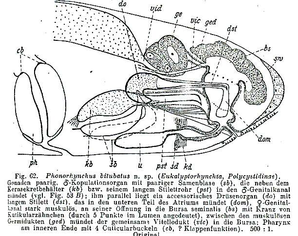 Image de Phonorhynchus bitubatus Meixner 1938
