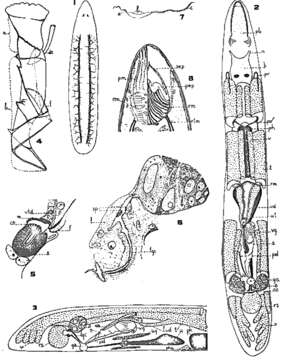 Image de Phonorhynchus pearsei Ferguson, Stirewalt & Kepner 1940