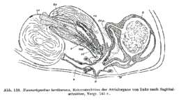 Image of Nannorhynchides herdlaensis (Karling 1956)