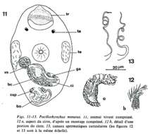 Image of Pocillorhynchus