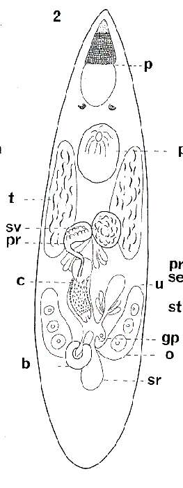Image of Polycystididae