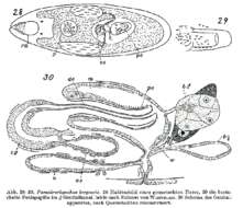 Image of Parachrorhynchus bergensis Karling 1956