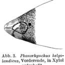 Image of Phonorhynchus helgolandicus (Metschnikow 1865)
