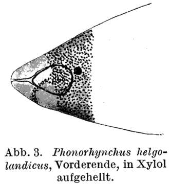 Image of Phonorhynchus
