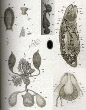 Image of Polycystis