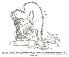 Image of Polycystis