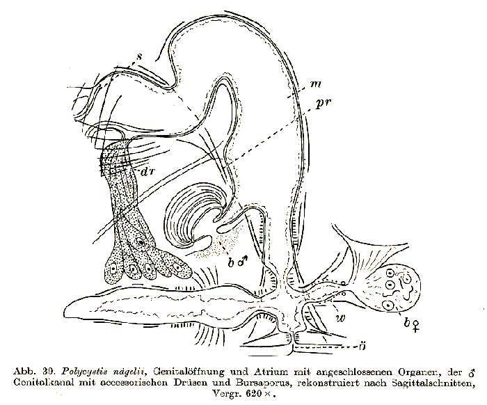 Image of Polycystis