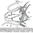 Lekanorhynchus remanei Meixner 1938的圖片