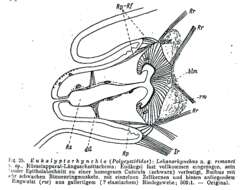 Lekanorhynchus remanei Meixner 1938的圖片