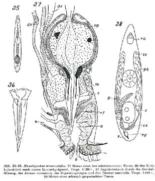 Image of Mesorhynchus