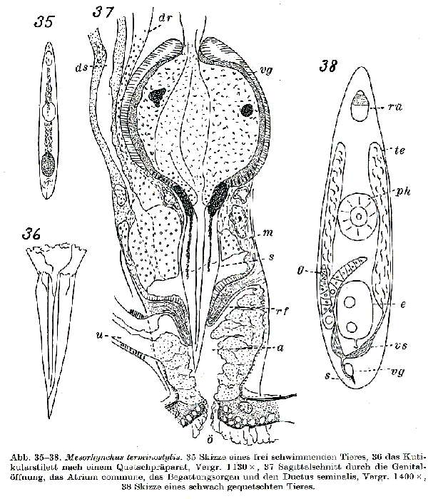 Image of Mesorhynchus